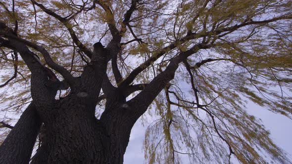 Panning full tree looking up at branches blowing in wind