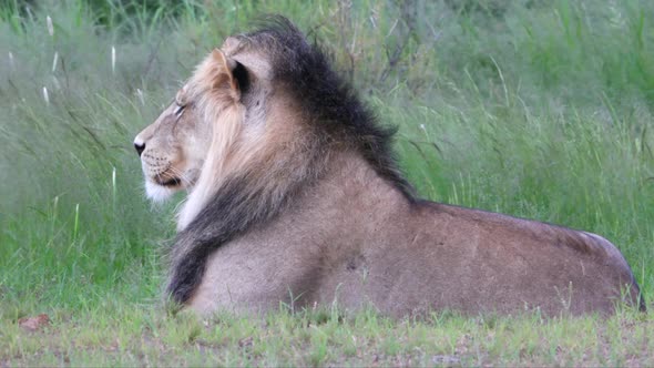 A large male African Lion lies contentedly in a savanna clearing
