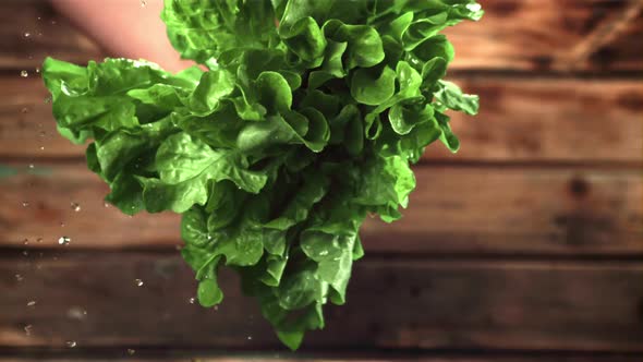 Super Slow Motion with Lettuce Leaves Dropping Drops of Water