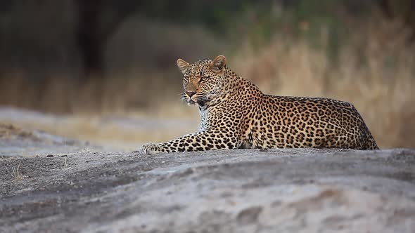 A young male leopard, Panthera pardus rests on the edge of a waterhole in the early evening before s