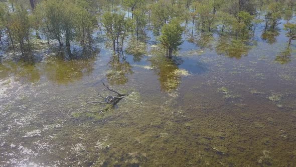 Aerial drone view of a swamp lake in Africa.