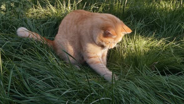Beautiful Ginger Cat with White Stripes Hunts a Gray Mouse in the Grass