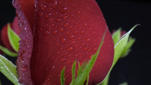 Red Roses with water drops.