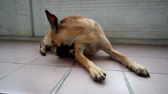 A dog lick its leg at floor