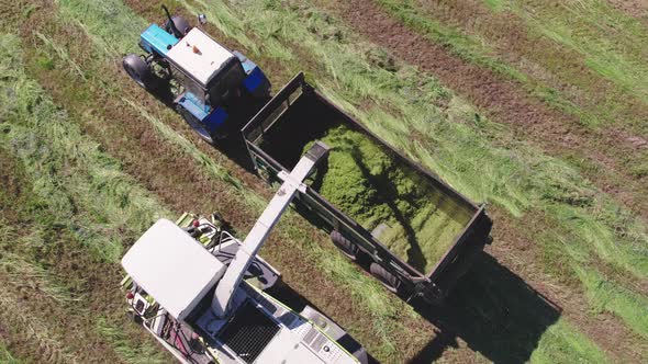 Picker Loads the Crushed Hay Into the Body of the Tractor Trailer