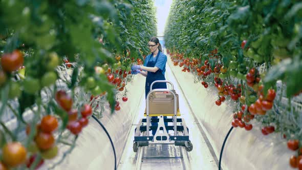 Tomatoes Are Getting Collected in the Greenery By the Worker