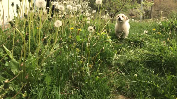 Happy little  dog plays outdoor in the grass slow motion 1920X1080 HD footage - Cute puppy enjoys sp