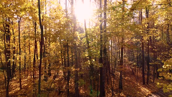 Colorful Autumn Forest Wood