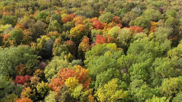 Aerial View of Autumn Forest. Yellow, Green and Red Trees