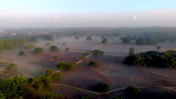 Posbank National Park Veluwezoom Blooming Heather Fields During Sunrise at the Veluwe in the