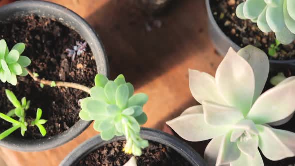 Flowers, Vases and Pots of Little Green Plants on Table, Camera Pan