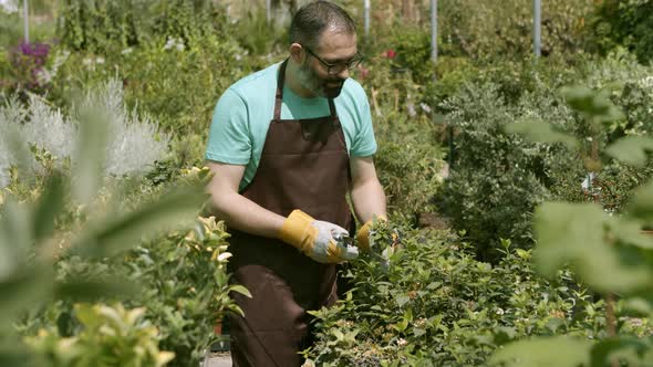 Happy Greenhouse Male Gardener Cutting Houseplants