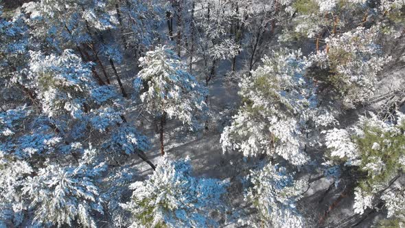 Beautiful Winter Forest