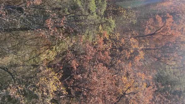 Vertical Video of a Forest with Many Trees in Autumn