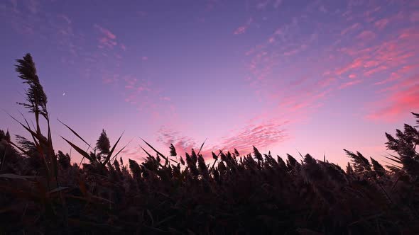 Panning view of colorful sunset with reeds reaching the sky