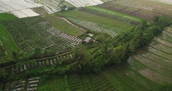 Asian countryside. view of watery land in lush green fields in central java. Flight over of Tonoboyo