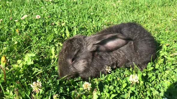 little rabbit eats the grass on a Sunny day, banny grey