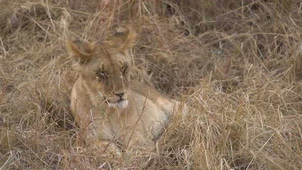 Young lioness lying in the grass