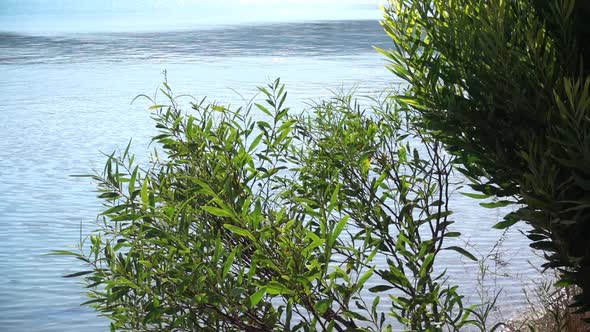 Eucalyptus Tree View and Seaside Town