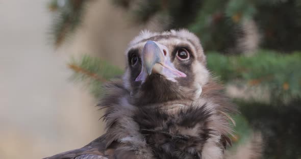 Cinereous Vulture Aegypius Monachus is a Large Raptorial Bird