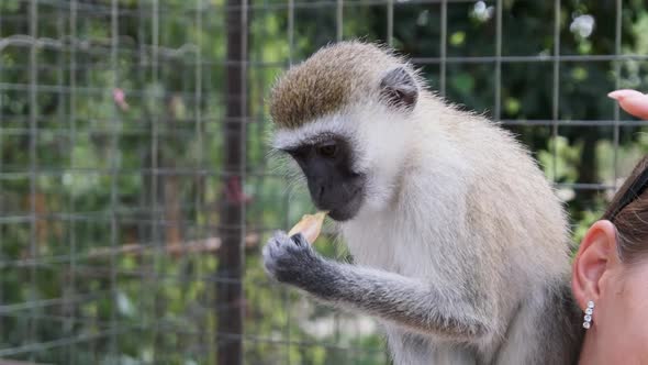 Monkey Sitting on the Back of the Woman the Tourist at the African Zoo Zanzibar