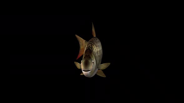 Fish Slow Swimming – Front View alt