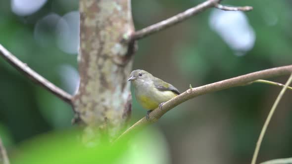 a beautiful orange bellied flowerpecker bird is perching on a branch