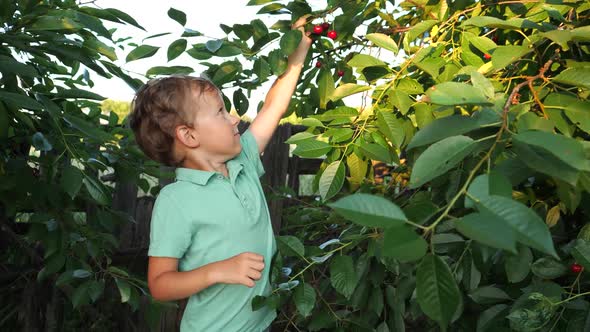 Adorable Little Boy Wanting To Pick Ripe Cherry