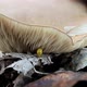 Yellow Ladybug And Mushroom - VideoHive Item for Sale