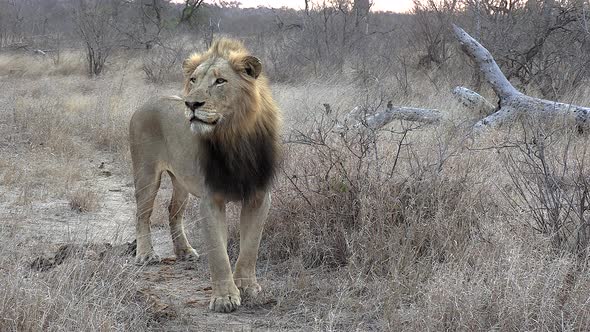 Full body shot of a male lion surveying his surroundings.