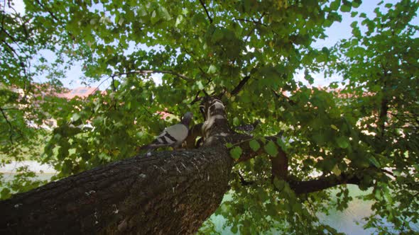 Birds Jump on Oak Tree Trunk to Crown Under Clear Sky