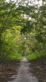 Vertical Video Autumn Forest By Day