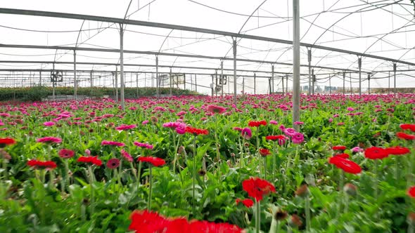 Aerial footage of Gerberas in many colors growing inside a large greenhouse
