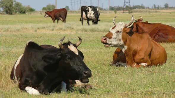 Cows on Pasture in Field