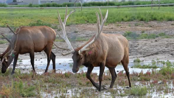 Bull Elk with large antlers in Elk Ranch