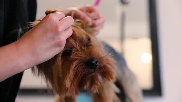 Dog Grooming At Pet Salon. Groomer Making Hair Style For Terrier