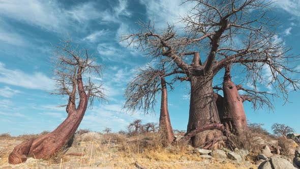 Blue Sky And Wispy Clouds Over The Baobab Trees In Kubu Island In Makgadikgadi Pan In Botswana, Sout