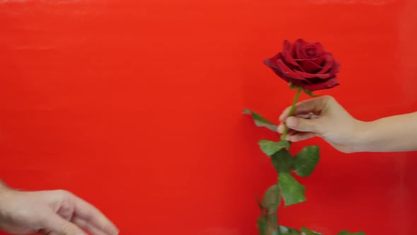 Hand is giving one single red rose to female for St. Valentine's Day