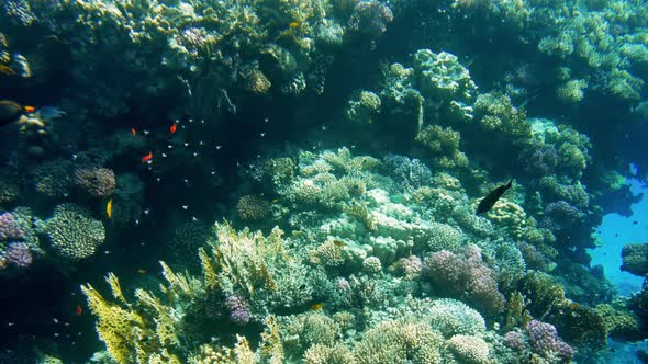 Video of Fishes Swimming Around Corals in Red Sea