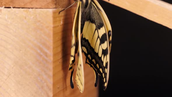 Papilio machaon, the Old World swallowtail butterfly tilt shot