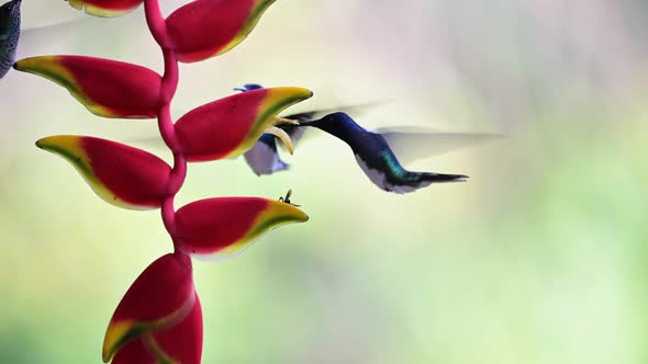 Costa Rica Humming, White Necked Jacobin (florisuga mellivora) Bird Flying in Flight and Feeding and