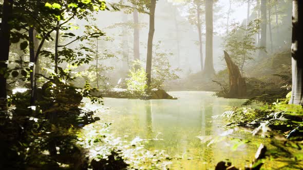 Sunrise with Sunbeams Through the Forest By the Lake