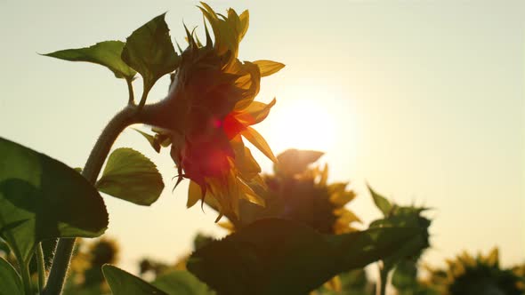 Closeup Sunflower Golden Sunlight at Countryside Field