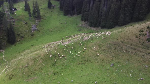 Aerial View of Flock of Sheep and Lambs