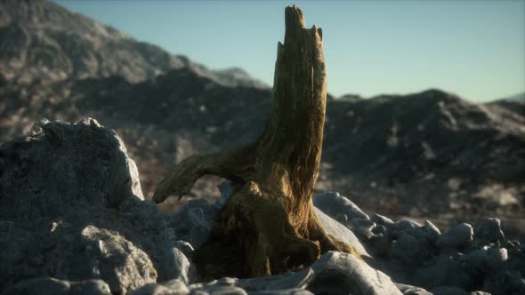 Dead Pine Tree at Granite Rock at Sunset
