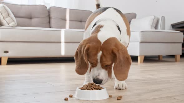 Dog Beagle Eating Granule From Metal Bowl at Home