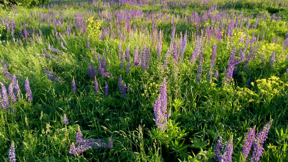 Flight Over a Field with Flowers at Sunset