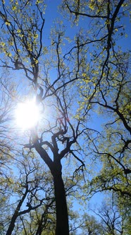 Vertical Video of the Forest in the Spring