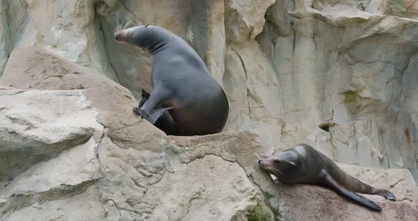 Sea lion on the rock