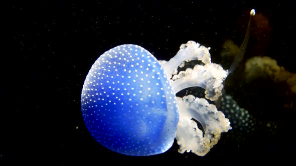 Close of of White-spotted jellyfish swimming in deep ocean,exploring underwater world of Western Pac